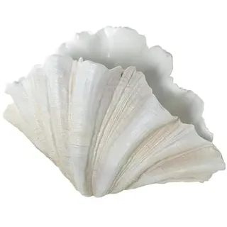 DRW Tischvase, Muschelform, Kunstharz, weiß, 57 x 36 x 31 cm