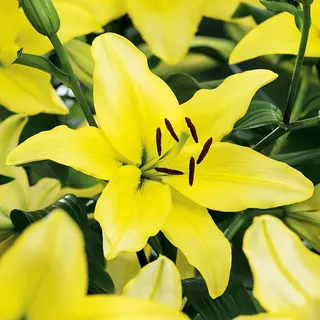Lilien Blumenzwiebeln Zwiebeln Blumen Asiatische Lilie Yellow Power 1 St. - Gelb