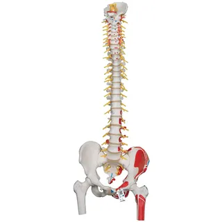 3B Scientific Menschliche Anatomie - Flexibles Luxus-Wirbelsäulenmodell mit Oberschenkelstümpfen und Muskeldarstellung + kostenlose Anatomie App - 3B Smart Anatomy
