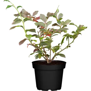 Heidelbeere Duke Höhe ca. 20 - 30 cm Topf ca. 2 l Vaccinium corymbosum