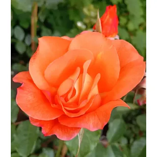 Rose Strauchrose Westerland orange - gelb im großen 7 Liter Topf Beetrose