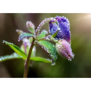 Rasch Tapete 363319 - Fototapete auf Vlies mit Blüten in Lila und Grün aus der Kollektion Magicwalls - 2,65 m x 3,71 m (LxB)