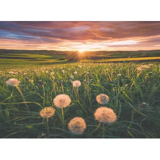 Ravensburger Pusteblumen im Sonnenuntergang