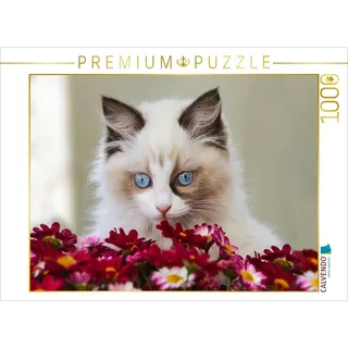 CALVENDO Puzzle Ein Motiv aus dem Kalender Samtpfoten Momente mit Shabby Chic & Vintage Flair 1000 Teile Puzzle quer | 1000 Teile Lege-Größe 64x48cm Foto-Puzzle für glückliche Stunden