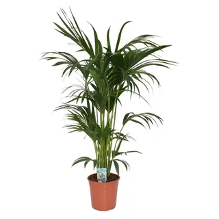Kentia Palme 140-160 cm Howea forsterian