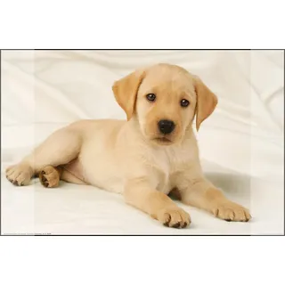 Kangaro Schreibunterlage Kangaro Labrador weiss rutschfest 38x58cm mit zwei Einstecktaschen, für Kinder-, Jugend- und Arbeitszimmer, K-0014D108