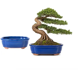 Jinfa 2er Set Bonsai Schalen Keramik (oval, 15 x 11,5 x 5,5 cm) – Blau-Glasur – Mit Drainageloch & Gitter – Handgefertigte Bonsaitöpfe für Zimmerbonsai & Sukkulenten – Frostfest & dekorativ