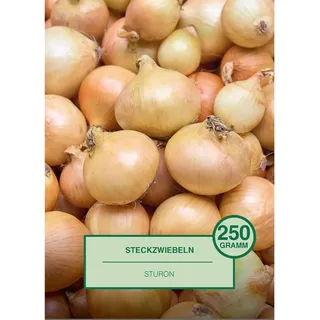 Steckzwiebel 250 Gramm Allium cepa Sturon