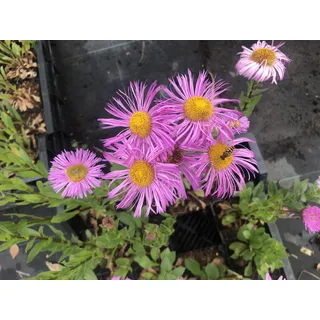 6 x Erigeron hybr. 'Rosa Jewell' – Spanisches Gänseblümchen - Topf 9x9 cm