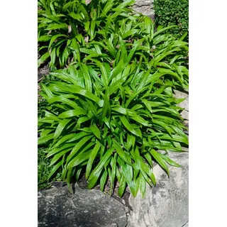 Carex plantaginea, Breitblatt-Segge, ca. 9x9 cm Topf