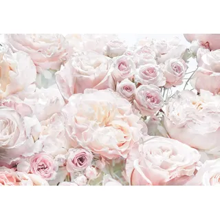 KOMAR Fototapete |Spring Roses 368 x 254 cm