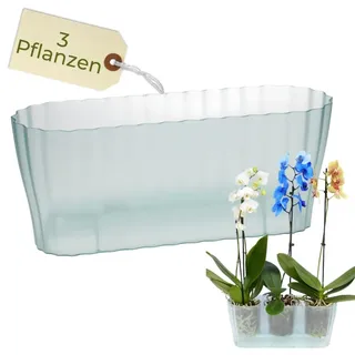 Orchideentopf Triola Glas