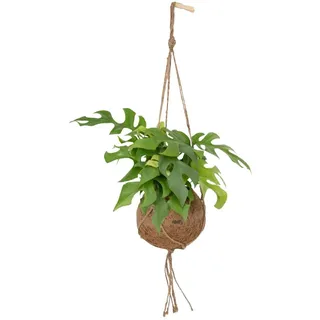 Kokodama Monstera Minima Hang - Gatenpflanze - 25Cm - Ø15