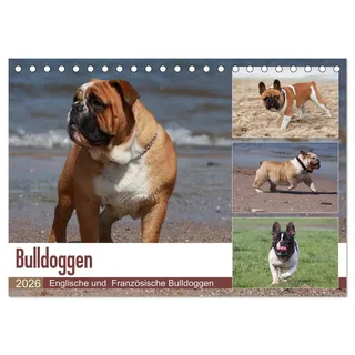 Calvendo Bulldoggen - Englische und Französische Bulldoggen (Tischkalender 2026 DIN A5 quer), CALVENDO Monatskalender: Bulldoggen sind nicht nur Stubenhocker, ... zu sehen auf diesen Bildern. (CALVENDO Tiere)