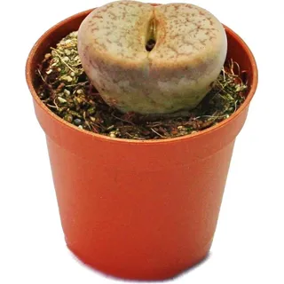 Lithops - Lebender Stein - im 5,5cm Topf