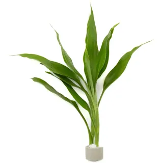 Drachenbaum Höhe ca. 20-100 cm Topf-Ø ca. 3,4 cm Dracaena sanderiana