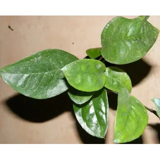 3 Töpfe Anubia nigeria, Neuheit, Rarität