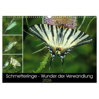 Calvendo Schmetterlinge - Wunder der Verwandlung (Wandkalender 2026 DIN A3 quer), CALVENDO Monatskalender: Einheimische Schmetterlinge und die Faszination ihrer Metamorphose. (CALVENDO Tiere)