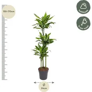 Drachenbaum Zimmerpflanze Ø24cm Ø160cm - pflegeleichte Grünpflanze für - Grün, Gelb