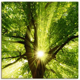 Artland Wandbild »Sonne strahlt explosiv durch den Baum« Bäume 1 Stk. tlg. als Leinwandbild, Poster in verschied. Größen, grün