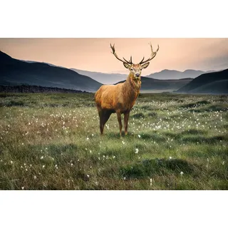 Papermoon Fototapete »Hirsch in Landschaft«, bunt