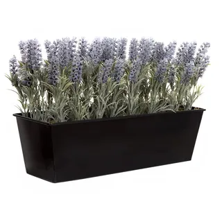 GreenBrokers Blumenkasten, Lavendel, 45 cm, Schwarz, 45 cm