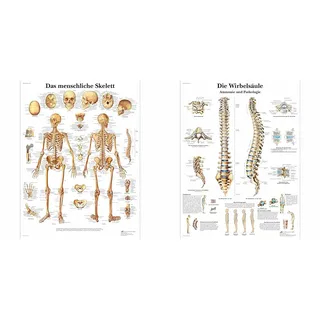 3B Scientific Lehrtafel laminiert - Das menschliche Skelett & Lehrtafel laminiert - Die menschliche Wirbelsäule