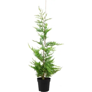 Leyland-Zypresse Set à 40 Stück Höhe ca. 125 - 150 cm Topf ca. 5 l