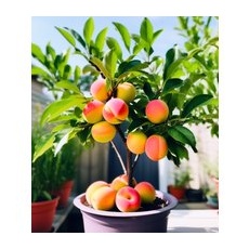 Mini-Pfirsichbaum 'Suncrest'