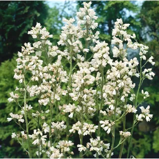 Heuchera x brizoides 'Schneewittchen', Purpurglöckchen, weiß, ca. 9x9 cm Topf