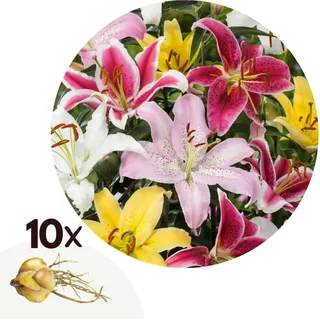 Lilie - 10 Stk - Lilium orientalis - Rhizome - Mehrfarbig