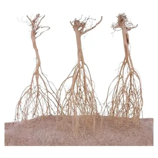 Sahara Wurzel 3 Stück 25-35cm Aquarium Holz Deko Aquascaping Dekoration Landschaft Moorkien
