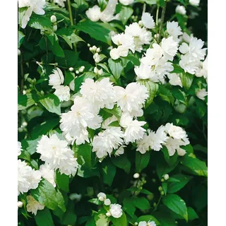 Philadelphus 'Schneesturm', Duftjasmin, weiß, 60–80 cm
