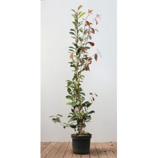 Baumschule Photinia fraseri ́Red Robin', Glanzmispel, rot, 125–150 cm