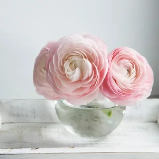 Ranunkeln - 40 Stk - Ranunculus - Blumenzwiebeln - Mehrfarbig