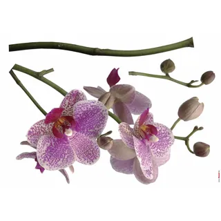 KOMAR "Orchidee 100 x 70 cm lila,