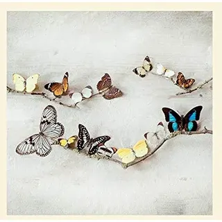 Ian Winstanley 'Array der Schmetterlinge' montiert Drucken,40 x 40 cm