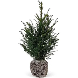 Eibe Set à 30 Stück Höhe ca. 80 - 100 cm Ballenware Taxus baccata