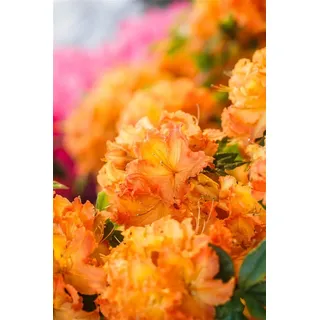 Rhododendron luteum 'Gibraltar', gelb-orange, 40–50 cm