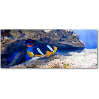 Tulup® Küchenrückwand Spritzschutz aus Glas -125x50 -Spritzschutz auf gehärtetes Glas Deko Tiere Tropischer Fisch
