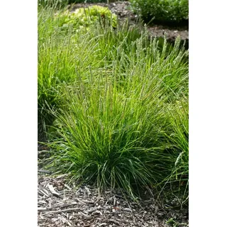Sesleria autumnalis, Herbst-Kopfgras, ca. 9x9 cm Topf, ziergras