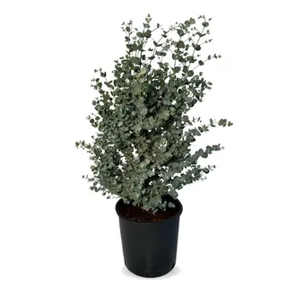 Sunny Tree - Eucalyptus gunnii 'Azura' 90 cm - Winterhart
