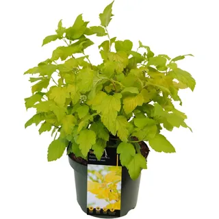 Blasenspiere Dart ́s Gold Höhe ca. 20 - 30 cm Topf ca. 2,3 l P