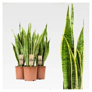 3 x Sansevieria trifasciata "Laurentii" ca. 60 cm +/- beliebte Zimmerpflanze, luftreinigend, Bogenhanf, sukkulente Pflanze, exotisch, subtropisch, pflegeleicht - hohe Toleranz gegenüber allen Bedingungen