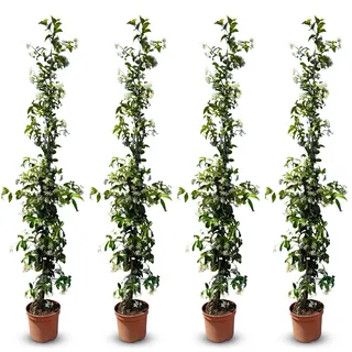 Sunny Tree - Toskanischer Jasmin - Kletterpflanze - 4 pcs - Außenpflanze - Widerstandsfähig bis -18 - Trachelospermum Jasminoides - 160 cm