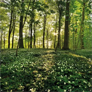 Wallario Outdoor-Poster für Garten oder Balkon, Motiv Waldanemonen und Sonnenstrahlen im Wald, in ca. 180 x 180 cm - Schwarz