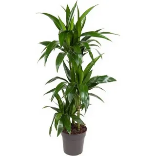 Drachenbaum Dracaena Janet Craig - 21 cm Topf, 110 cm Höhe
