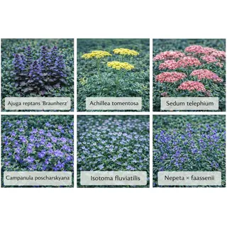 Themenset Bodendecker & Schottergarten Set à 18 Stück Topf ca. 9 cm