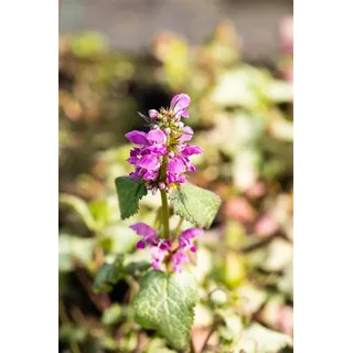 Lamium maculatum 'Beacon Silver', Silberblatt-Taubnessel, ca. 9x9 cm Topf