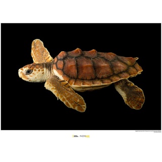 Komar National Geographic Wandbild | Loggerhead Sea Turtle | Größe: 70 x 50 cm | ohne Rahmen | Poster, Fotographie, Tier, bedrohte Tierart, Tierbild, Kundstdruck, Porträt | WB-NG-040-70x50